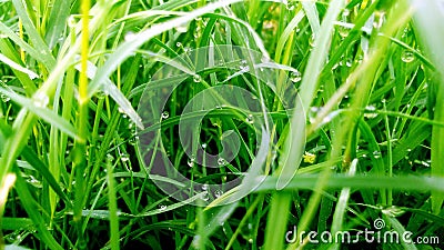 Cynodon dactylon dubh bermuda grass close up Stock Photo